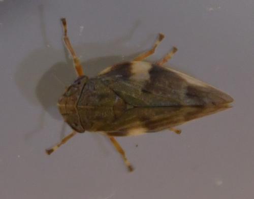 Aphrophora alni